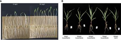 Guvermectin, a novel plant growth regulator, can promote the growth and high temperature tolerance of maize